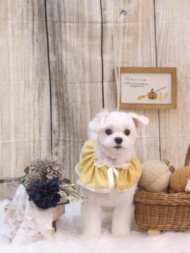 20241019まるちゃん